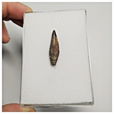 T168 - Top Rare Fully Rooted Pterosaur (Coloborhynchus) Tooth Cretaceous KemKem