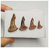 T182 - Set of 4 Nicely Preserved Onchopristis numidus Upper Cretaceous KemKem