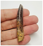 T79 - Huge Rebbachisaurus garasbae Diplodocoid Sauropod Dinosaur Tooth KemKem