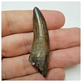 W19 - Rare Suchomimus tenerensis Dinosaur Tooth Lower Cretaceous Elrhaz Fm