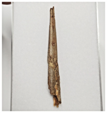 T158 - Rare 2.51'' Alanqa saharica Cretaceous Azhdarchid Pterosaur Dentary Bone