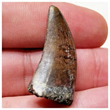 E8 - Rare Eocarcharia dinops Dinosaur Tooth - Cretaceous Elrhaz Fm Tenere Desert