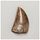 T199 - Finest Grade Carcharodontosaurus Dinosaur Tooth - Cretaceous KemKem Beds