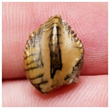 E9 - Exceedingly rare Elrhazosaurus Basal Iguanodontian Dinosaur Tooth - Cretaceous Elrhaz Fm