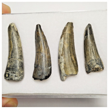 T228 - Set of 4 Suchomimus tenerensis Dinosaur Teeth Lower Cretaceous Elrhaz Fm