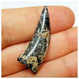 JS19 - Kryptops palaios Abelisaurid Theropod Dinosaur Tooth Cretaceous Elrhaz Fm