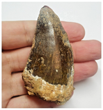 T78 - Black 2.67 Inch Carcharodontosaurus Dinosaur Tooth - Cretaceous KemKem