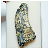 JS29 - Rare Afrovenator abakensis Megalosaurid Dinosaur Tooth Jurassic Tiouraren Fm