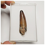 T194 - Finest Grade 2.04'' Red Spinosaurus Dinosaur Tooth Cretaceous KemKem Beds