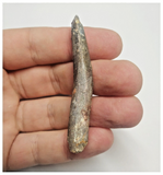 T90 - Large Rebbachisaurus garasbae Diplodocoid Sauropod Dinosaur Tooth KemKem