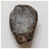 E17 - Top Rare Unidentified Basal Sauropod Dinosaur Tooth Jurassic Tenere Desert