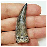 W6 - Rare Suchomimus tenerensis Dinosaur Tooth Lower Cretaceous Elrhaz Fm