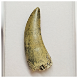 T44 - Rare Afrovenator abakensis Megalosaurid Dinosaur Tooth Jurassic Tiouraren Fm