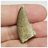 T163 - Rare Eocarcharia dinops Dinosaur Tooth Cretaceous Elrhaz Fm Tenere Desert