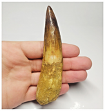 T94- Impressive Huge 4.33 Inch Spinosaurus Dinosaur Tooth Cretaceous KemKem Beds