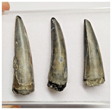 T215 - Set of 3 Sarcosuchus imperator Crocodile Teeth Lower Cretaceous Elrhaz Fm