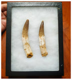 G48 - Amazing Set of 2 Rooted Spinosaurus Dinosaur Teeth Upper Cretaceous KemKem