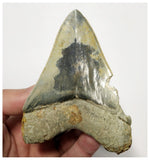 T132 - Finest Serrated 3.70'' Megalodon Tooth from Rare Indonesia Location