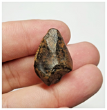 T28 - Rare Unidentified Basal Iguanodontian Dinosaur Tooth - Cretaceous Elrhaz Fm