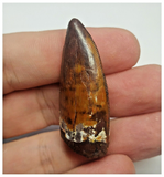 T67 - Gem Grade Orange Carcharodontosaurus Dinosaur Tooth - Cretaceous KemKem