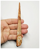 T145 - Rare 5.78'' Alanqa saharica Cretaceous Azhdarchid Pterosaur Dentary Bone