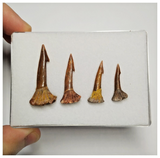 T185 - Set of 4 Nicely Preserved Onchopristis numidus Sawfish Rostral Teeth Upper Cretaceous KemKem