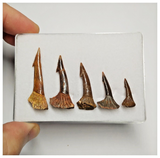 T184 - Set of 5 Nicely Preserved Onchopristis numidus Sawfish Rostral Teeth Upper Cretaceous KemKem