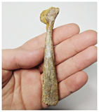 T260 - Top Rare 3.93 Inch Cretaceous Azhdarchid Pterosaur Metacarpal Bone KemKem