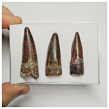 T221 - Set of 3 Nice Red Spinosaurus Dinosaur Teeth Cretaceous KemKem Beds