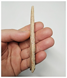 T268 - Exceedingly Rare 4.09'' Cretaceous Azhdarchid Pterosaur Dentary Bone KemKem