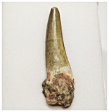 T23 - Rare Suchomimus tenerensis Dinosaur Tooth Lower Cretaceous Elrhaz Fm