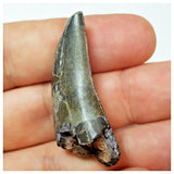 W2 - Rare Eocarcharia dinops Dinosaur Tooth - Cretaceous Elrhaz Fm Tenere Desert