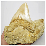 T120 - Finest Quality Serrated 4.68'' Megalodon Tooth in Matrix Indonesia Location