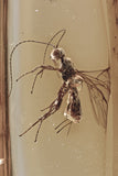 J53 - Great WASP Hymenoptera Fossil Inclusion Genuine BALTIC AMBER + HQ Picture