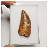 T190 - Serrated 2.04 Inch Carcharodontosaurus Dinosaur Tooth - Cretaceous KemKem