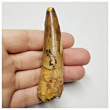 T147 - Nicely Rooted 3.42 Inch Spinosaurus Dinosaur Tooth Cretaceous KemKem Beds