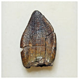 JS1 - Top Rare Jobaria tiguidensis Sauropod Dinosaur Tooth Jurassic Tiouraren Fm