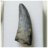 S8 - Exceedingly Rare Suchomimus tenerensis Dinosaur Tooth - Elrhaz Fm - Niger