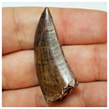 W3 - Rare Eocarcharia dinops Dinosaur Tooth - Cretaceous Elrhaz Fm Tenere Desert