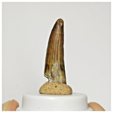S127 - Finest Suchomimus tenerensis Dinosaur Tooth Lower Cretaceous Elrhaz Fm