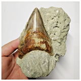 T125 - Finest Quality Serrated 3.42'' Megalodon Tooth in Matrix Indonesia Location