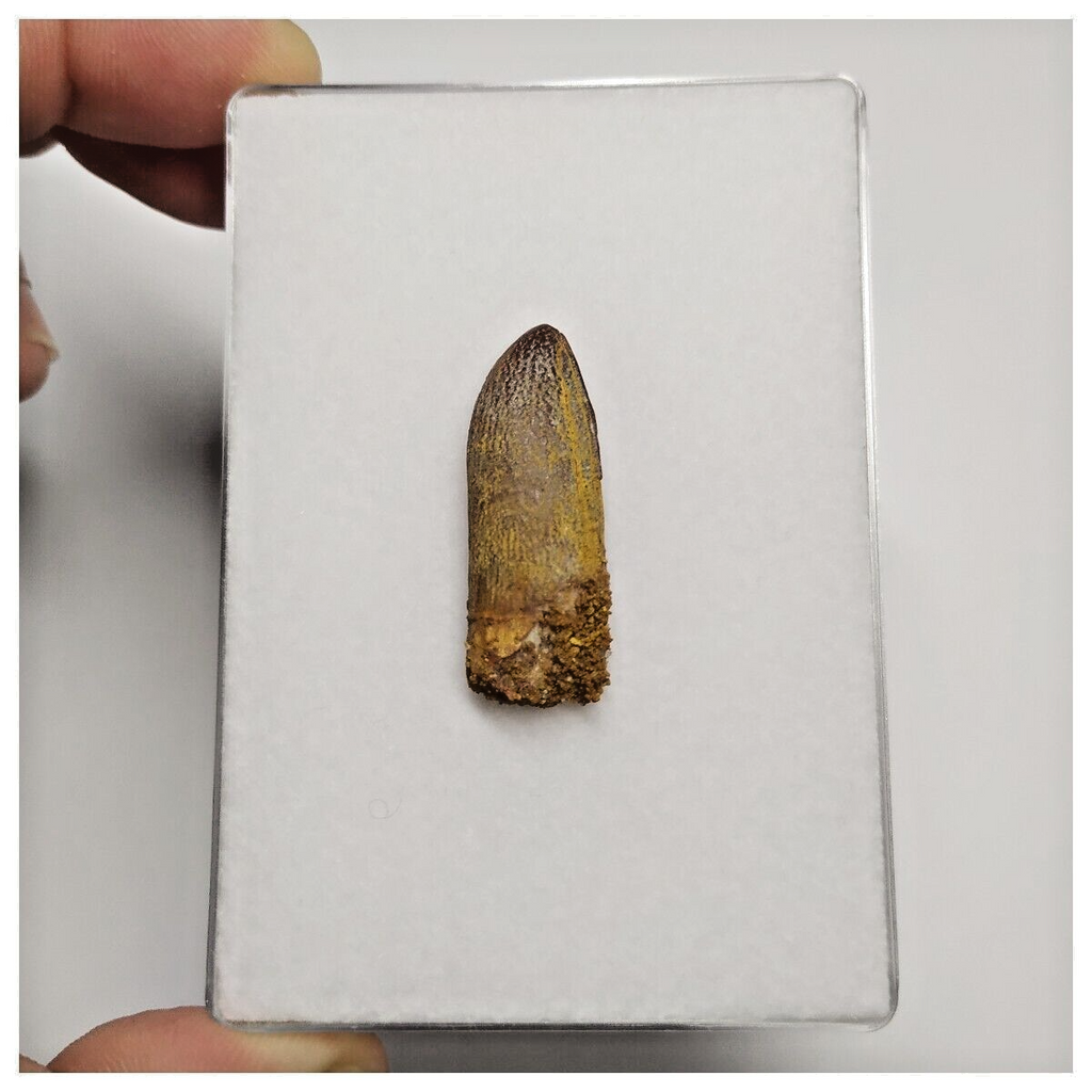 T174 - Beautiful Rebbachisaurus garasbae Diplodocoid Sauropod Dinosaur Tooth