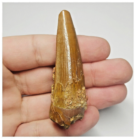T105 - Beautiful Orange 2.51'' Spinosaurus Dinosaur Tooth Cretaceous KemKem Beds