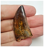 T74 - Finest Grade Black Carcharodontosaurus Dinosaur Tooth - Cretaceous KemKem