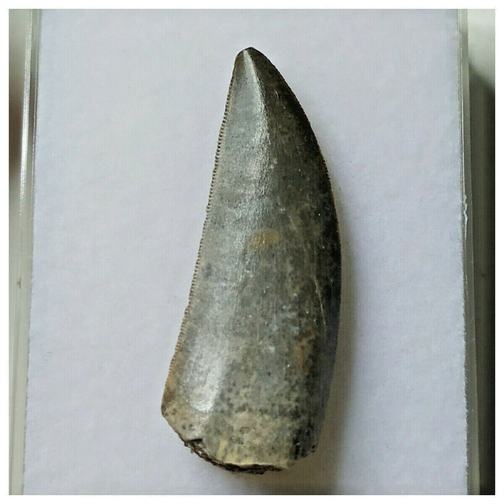 S24 - Kryptops palaios Abelisaurid Theropod Dinosaur Tooth Cretaceous ...