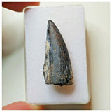 S40 - Exceedingly Rare Suchomimus tenerensis Dinosaur Tooth - Elrhaz Fm - Niger