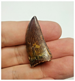 T83 - Finest Grade Dark Carcharodontosaurus Dinosaur Tooth - Cretaceous KemKem