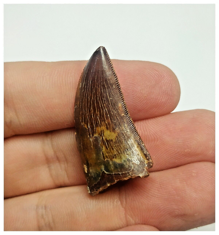 T83 - Finest Grade Dark Carcharodontosaurus Dinosaur Tooth - Cretaceous KemKem