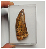 T82 - Beautiful 2.36 Inch Carcharodontosaurus Dinosaur Tooth - Cretaceous KemKem