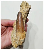 G46 - Great 2.36'' Spinosaurus Dinosaur Tooth in Matrix Upper Cretaceous KemKem